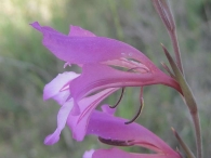 Gladiolus illyricus 2