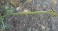 Glaucium corniculatum (L.) J. H. Rudolph., Adormidera cornuda, Amapola loca, Glaucio rojo 2