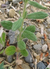 Helianthemum ledifolium (L.) Mill., Hierba turmera 3
