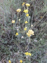 Helichrysum stoechas 2
