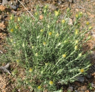 Helichrysum stoechas (L.) Moench, Perpetua, Inmortal 8