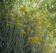 Helichrysum stoechas (L.) Moench, P�rpetua, Inmortal 2