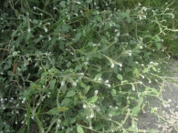 Heliotropium europaeum L., Heliotropo, Verrucaria, Hierba verruguera 3