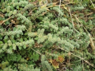 Herniaria latifolia Lapeyr. 8