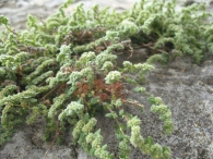 Herniaria latifolia Lapeyr. 3