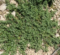 Herniaria latifolia Lapeyr. 4