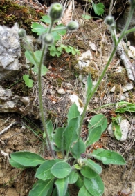 Hieracium laniferum Cav., Lechugueta lanosa. 3