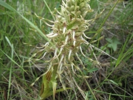 Himantoglossum hircinum (L.) Sprengel., Orquídea lagarto 3