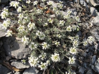 Hormathophylla lapeyrousiana (Jord.) P. Küpfer