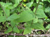 Hypericum montanum L., Hip�rico de monta�a