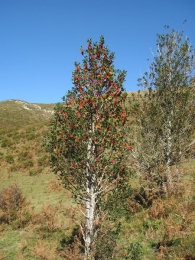 Ilex aquifolium L., Acebo, Gorosti, Garratzaina