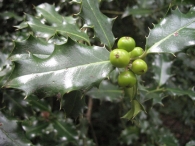 Ilex aquifolium L., Acebo, Gorosti, Garratzaina 2