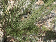 Inula crithmoides L., Limbarda crithmoides (L.) Dumort., Hierba del cólico 4