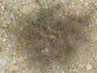 Inula montana