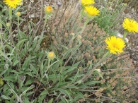 Inula montana L., Falsa arnica 4