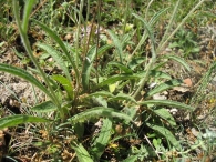 Inula montana L., Falsa arnica 2