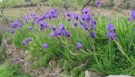 Iris germanica L., Lirio azul, Lirio cárdeno, Lirio común, Lirio morado