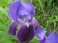 Iris germanica L., Lirio azul, Lirio cárdeno, Lirio común, Lirio morado 5