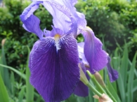 Iris germanica L., Lirio azul, Lirio cárdeno, Lirio común, Lirio morado 9
