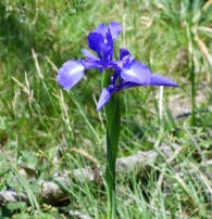 Iris latifolia (Mill.) Voss, Lirio azul de hojas largas.