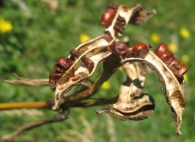 Iris pseudacorus L., Lirio bastardo. Frutos y semillas 2