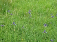 Iris spuria L., Lirio azul pálido 3