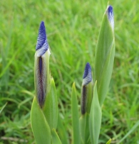 Iris spuria L., Lirio azul pálido 2