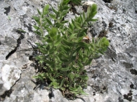 Jasonia glutinosa (L.) DC, Chiliadenus glutinosus (L.) Fourr. 1869. Té de roca.
