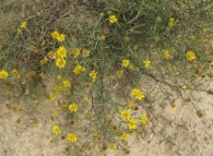 Jasonia tuberosa (L.) DC., Té de roca 4