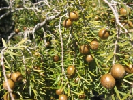 Juniperus oxycedrus L., Enebro de la miera, Cada 2
