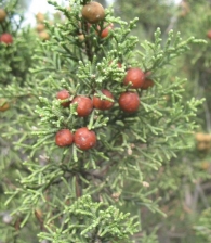 Juniperus phoenicea L., Sabina, Sabina mora, Sabina negra 2