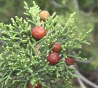 Juniperus phoenicea L., Sabina, Sabina mora, Sabina negra 4