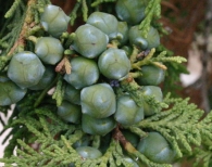 Juniperus thurifera SABINA ALBAR - INTSENTSU MITERRA 2