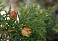 Juniperus thurifera SABINA ALBAR - INTSENTSU MITERRA 3