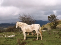 Equus caballus L., Caballo 2