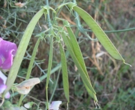 Lathyrus latifolius L., Guisante de hoja grande 6