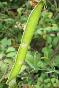 Lathyrus latifolius L., Guisante de hoja grande 3