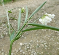 Lathyrus pannonicus (Jacq.) Garcke subsp. longestipulatus, Orobus albus L.f. 6