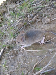 Apodemus sylvaticus L., Ratón de campo