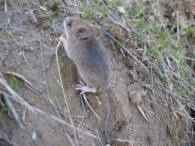 Apodemus sylvaticus L., Ratón de campo 2