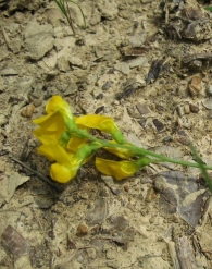 Lathyrus pratensis L., Guija de prado
