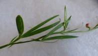 Lathyrus sphaericus Retz, Guisante de pasto. 4