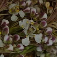 Lepidium latifolium 2