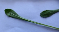 Leucanthemum aligulatum Vogt., Margarita sin pétalos. Hojas caulinares medias.