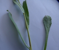 Leucanthemum aligulatum Vogt., Margarita sin pétalos. Hojas caulinares.