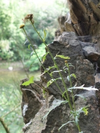 Leucanthemum ircutianum cantabricum
