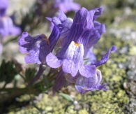 Linaria alpina subsp. alpina 3