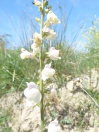 Linaria repens (L.) Mill. subsp. blanca (Pau) Rivas Goday & Borja. Pajarita p�lida. 5
