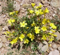 Linum campanulatum L., Lino amarillo. 4