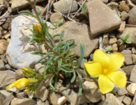 Linum campanulatum L., Lino amarillo. 2